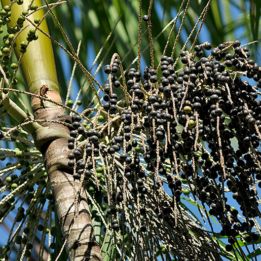 Acai Palm Fruit Tree Close-Up Stock Photo By ©Lazyllama, 41% OFF