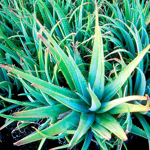 Aloe vera - Wikipedia