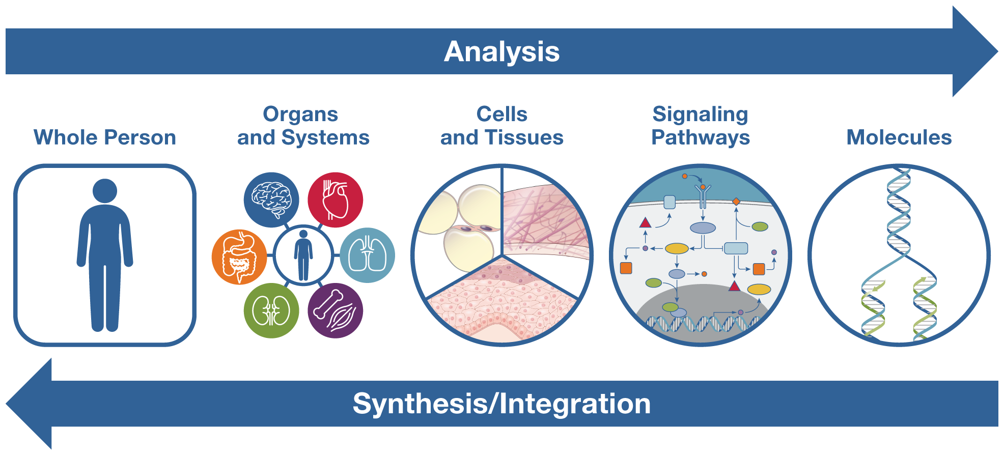 Analysis Synthesis Integration