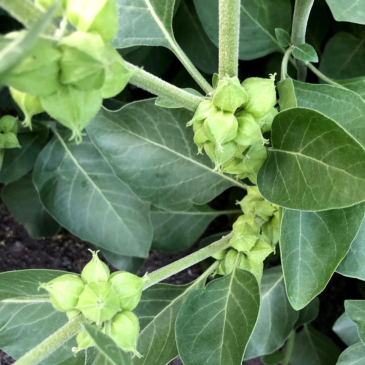 Photo of the herb ashwagandha