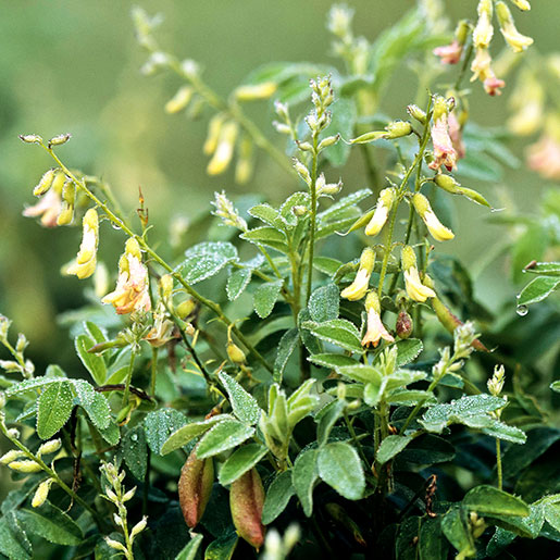 Everything You Need to Know About Astragalus