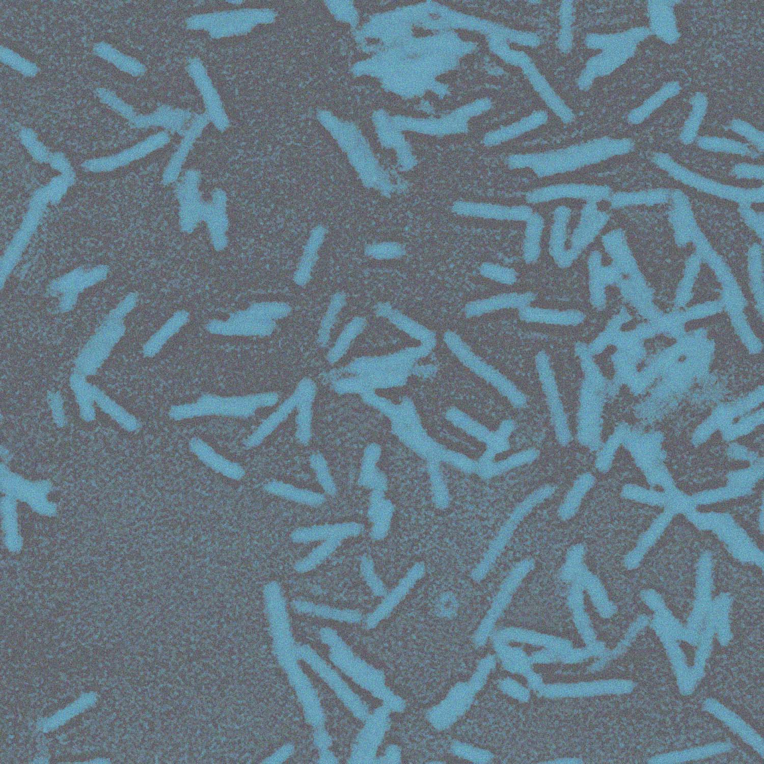 Microscopic image of Bacteroides fragilis