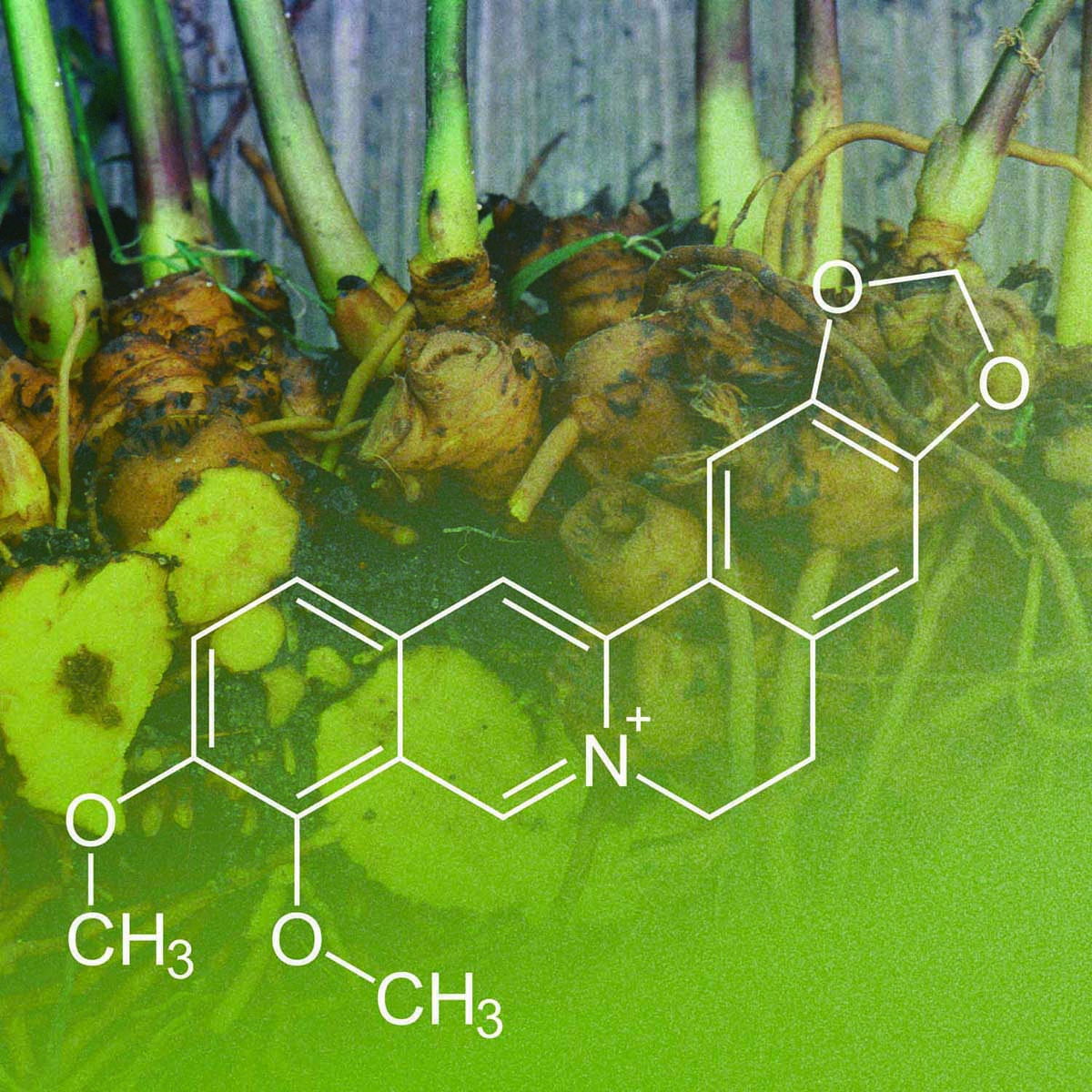 Image of goldenseal/berberine