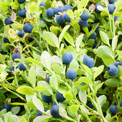 Bilberry