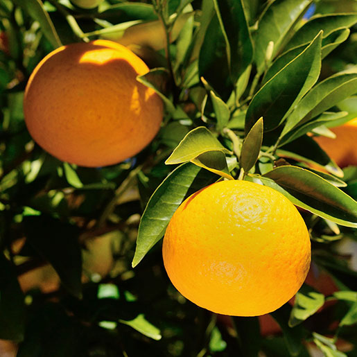 Citrus aurantium side effects