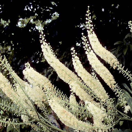 Black Cohosh flowers