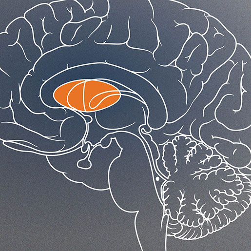 drawing of brain with insular cortex highlighted