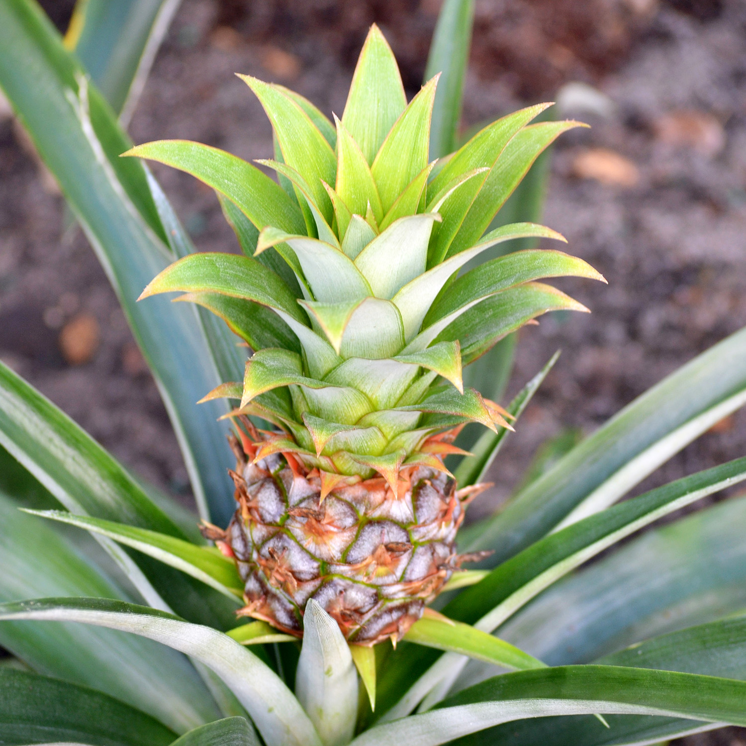 Pineapple, Description, History, & Facts