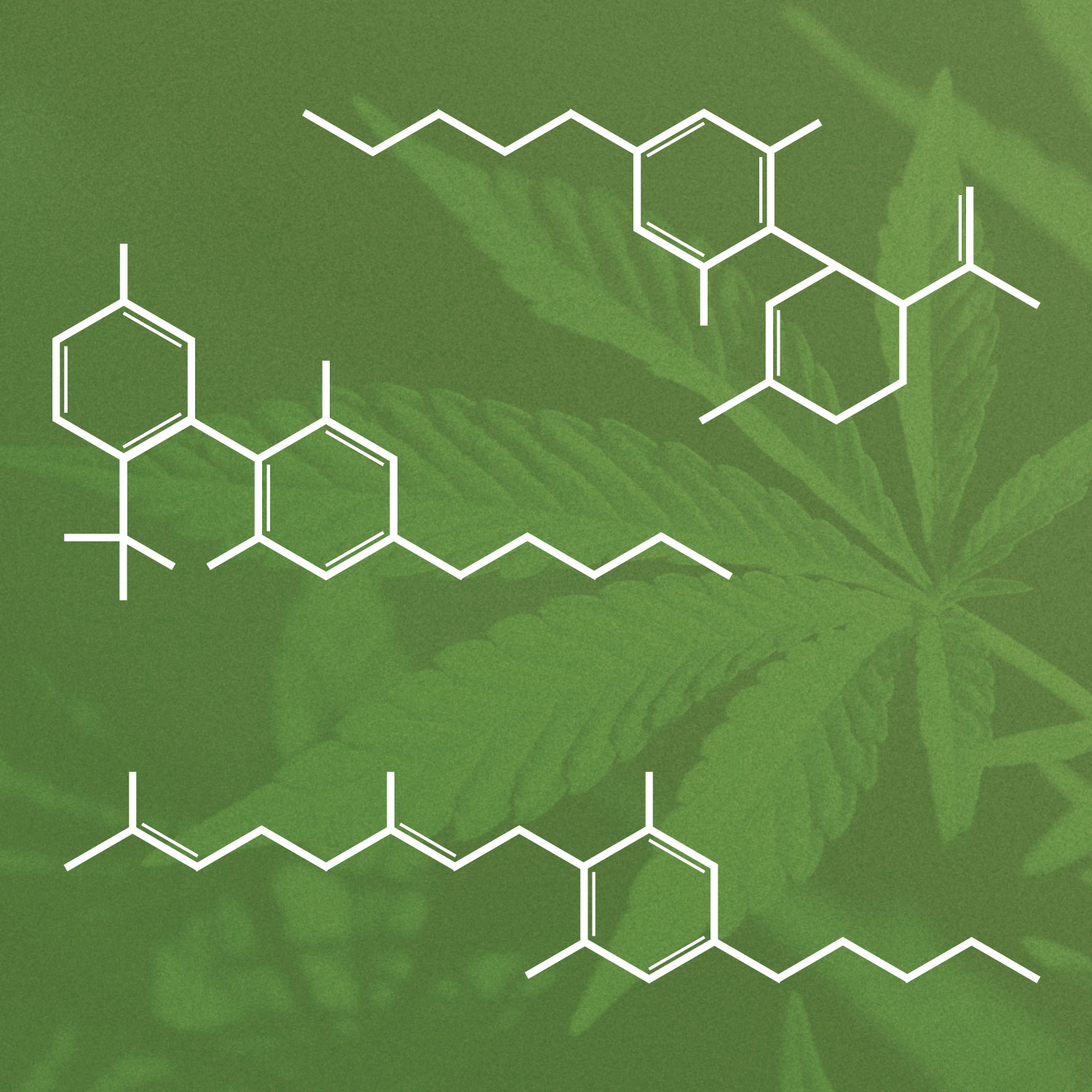 Weed Measurement Guide: Get a Visual of Common Weights