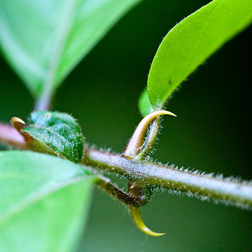 Can Cat's Claw Help Cognitive Performance? | Science and Research - Great  Green Wall