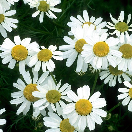 5 Ways Chamomile Tea Benefits Your Health