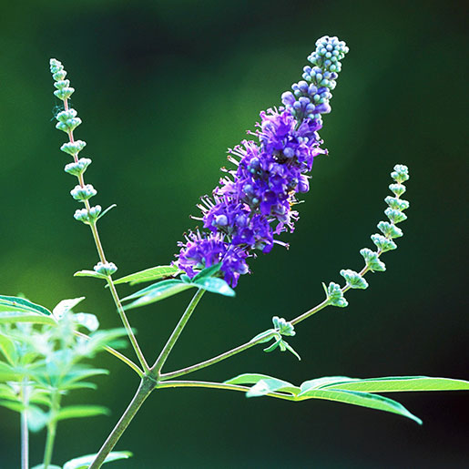 Vitex Agnus Castus, Chaste Berry, Chasteberry, Hemptree,, 59% OFF