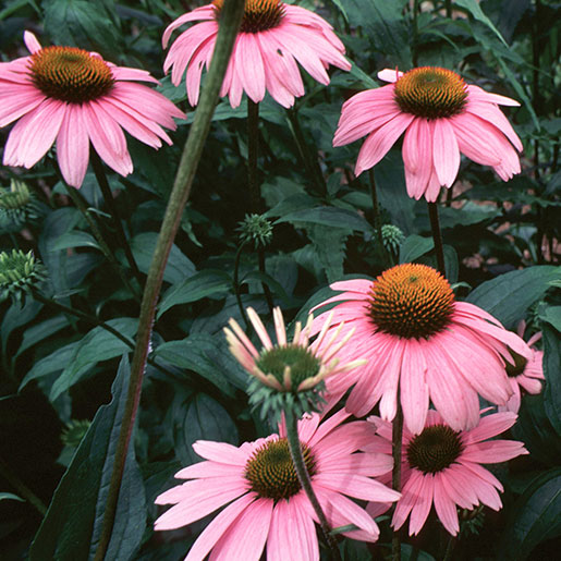 Echinacea: Usefulness and Safety | NCCIH