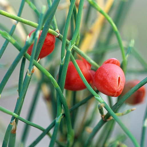 Is Ephedra a Stimulant?