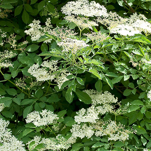 elderberry