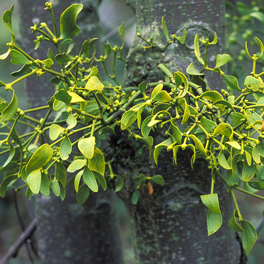 real mistletoe tree