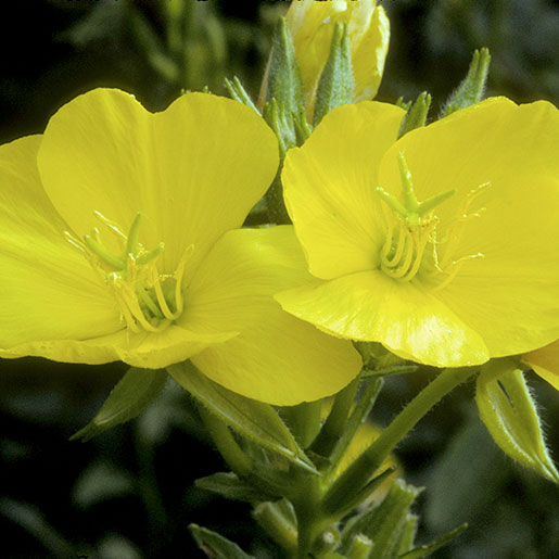 Evening primrose oil