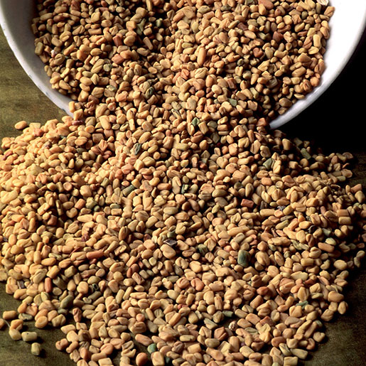 Fenugreek for best sale milk production