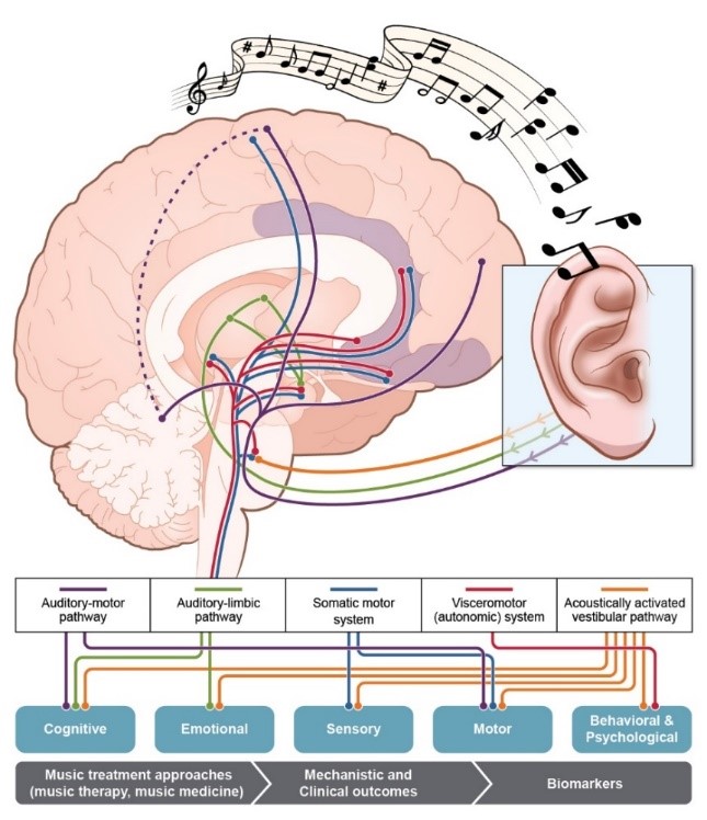 Figure 1.   Pathways Underlying Neural and Physiological Responses to Music