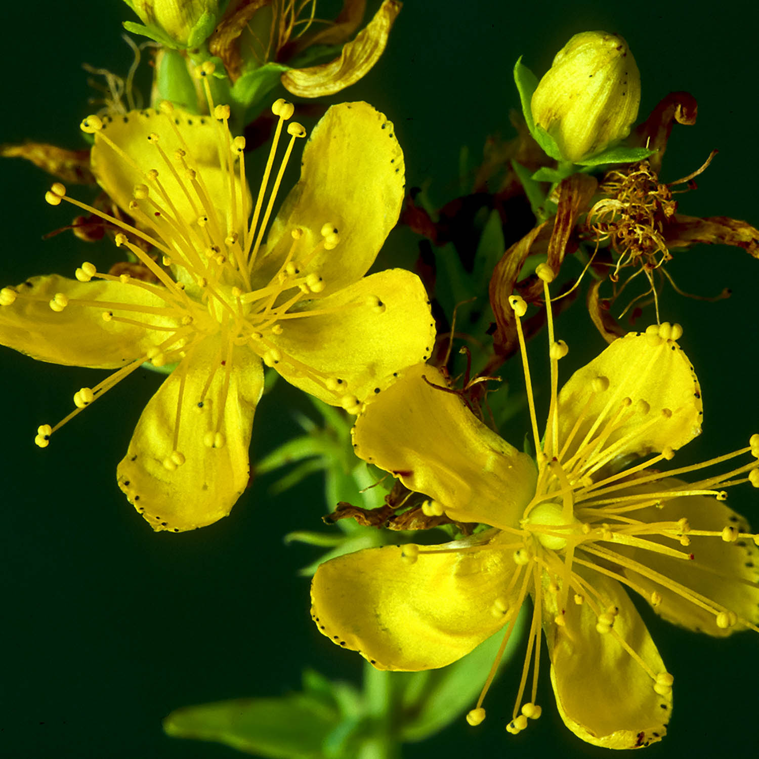 St Johns Wort Hypericum-perforatum-h29417 