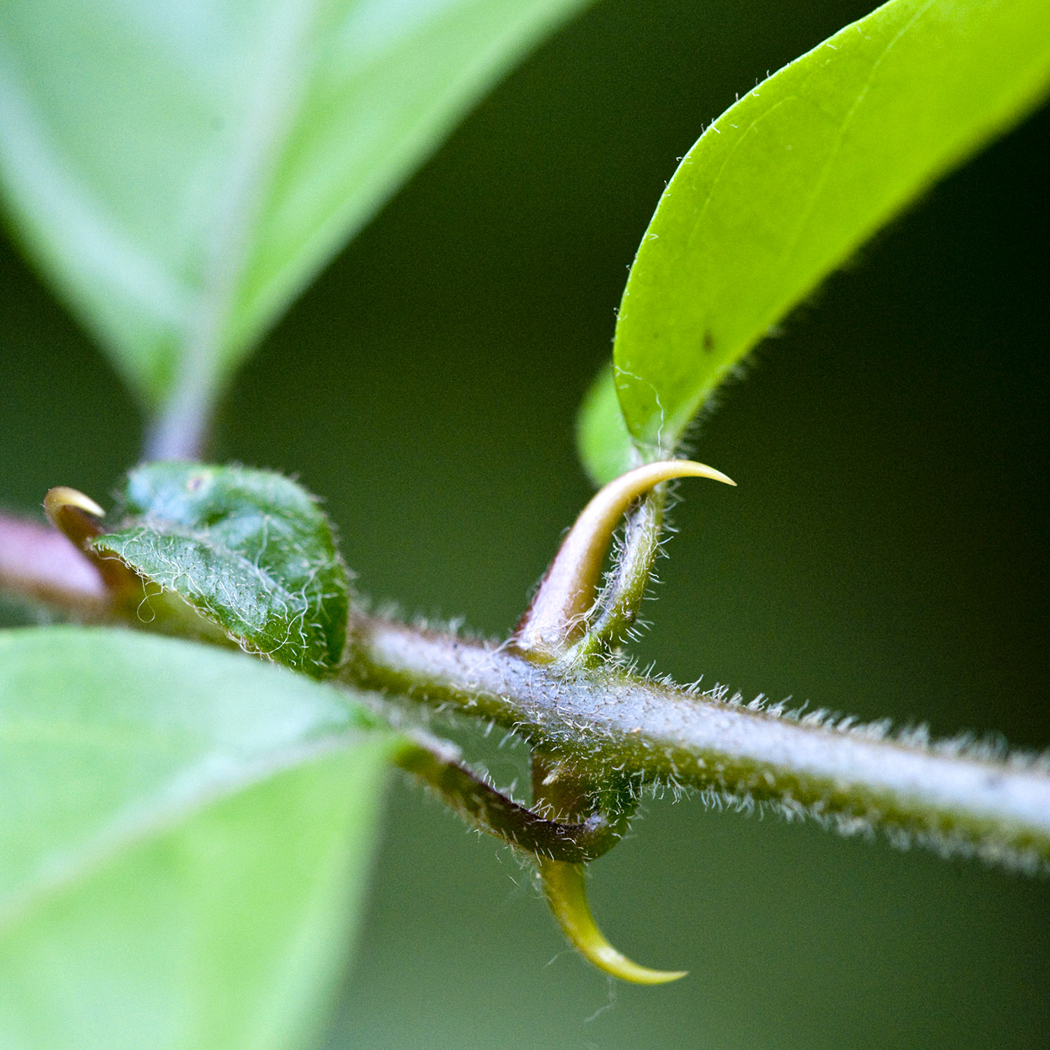 Cat's Claw | NCCIH