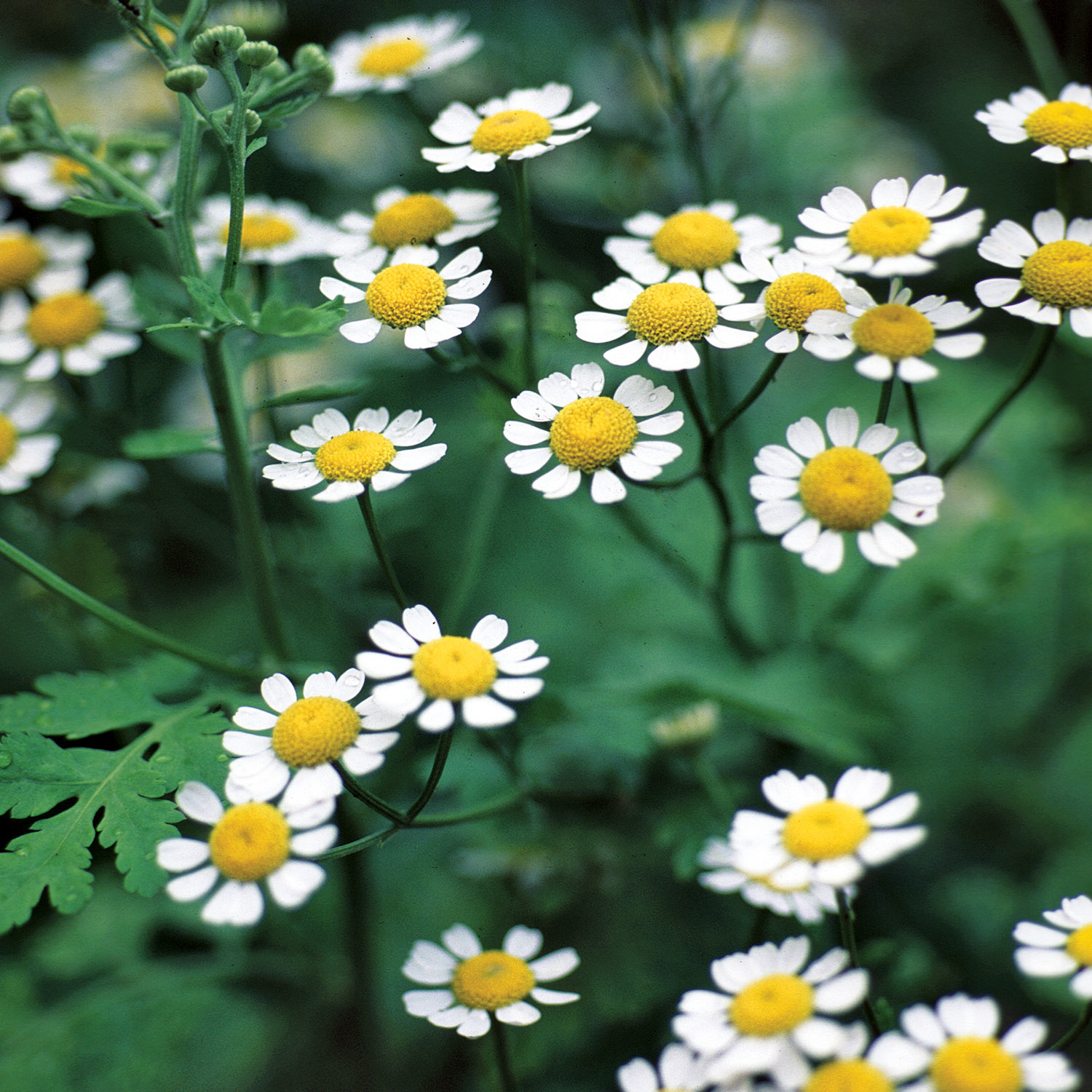 Feverfew nccih