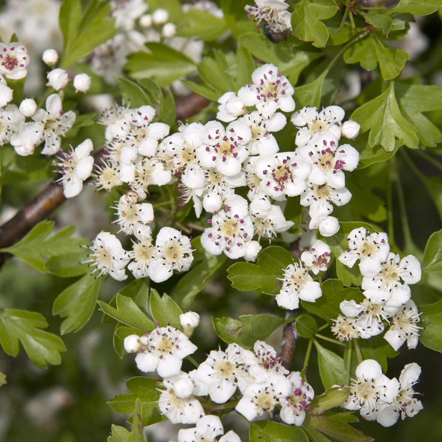 What Is Chinese Hawthorn With Pictures