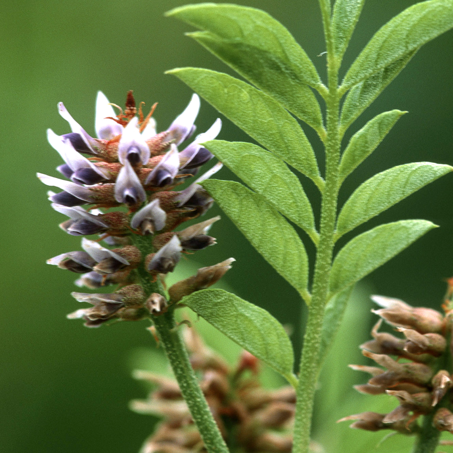 Licorice Root NCCIH