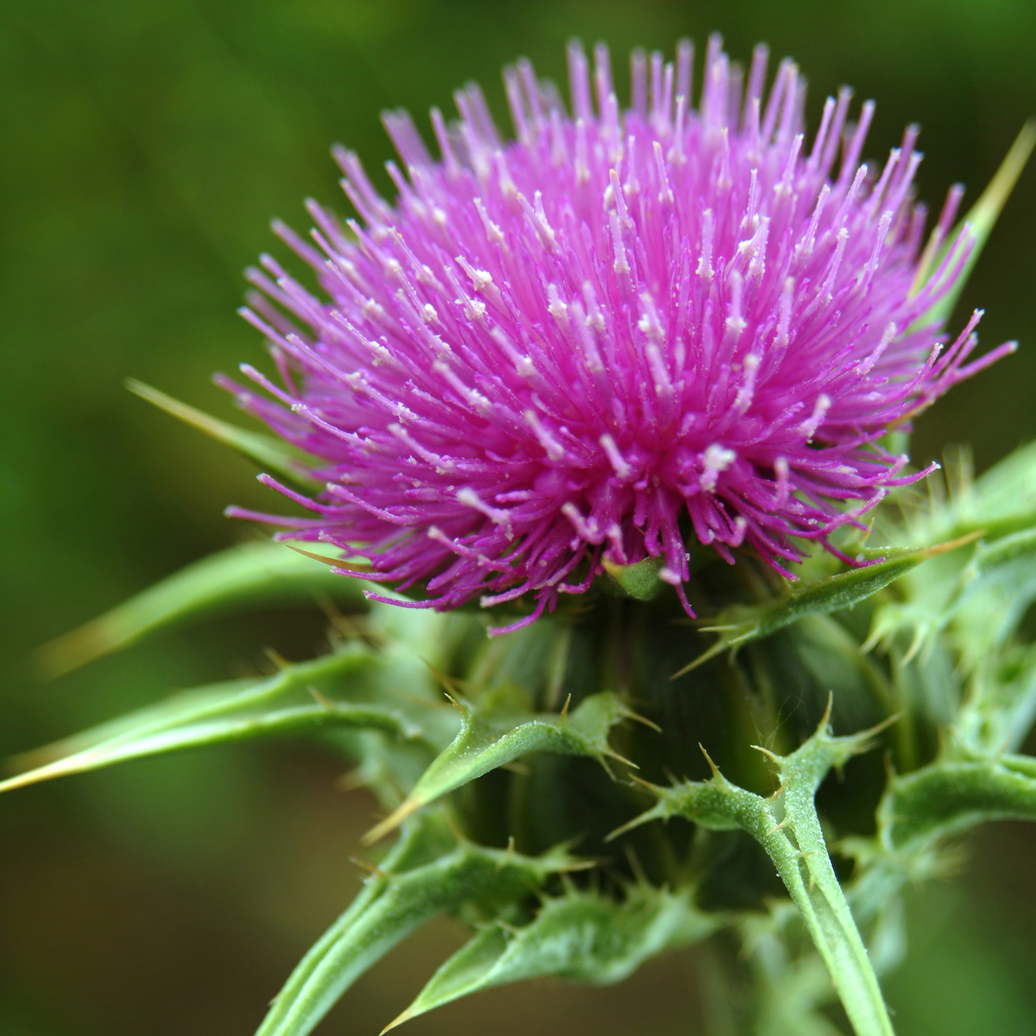 milk-thistle-health-benefits-side-effects-of-milk-thistle