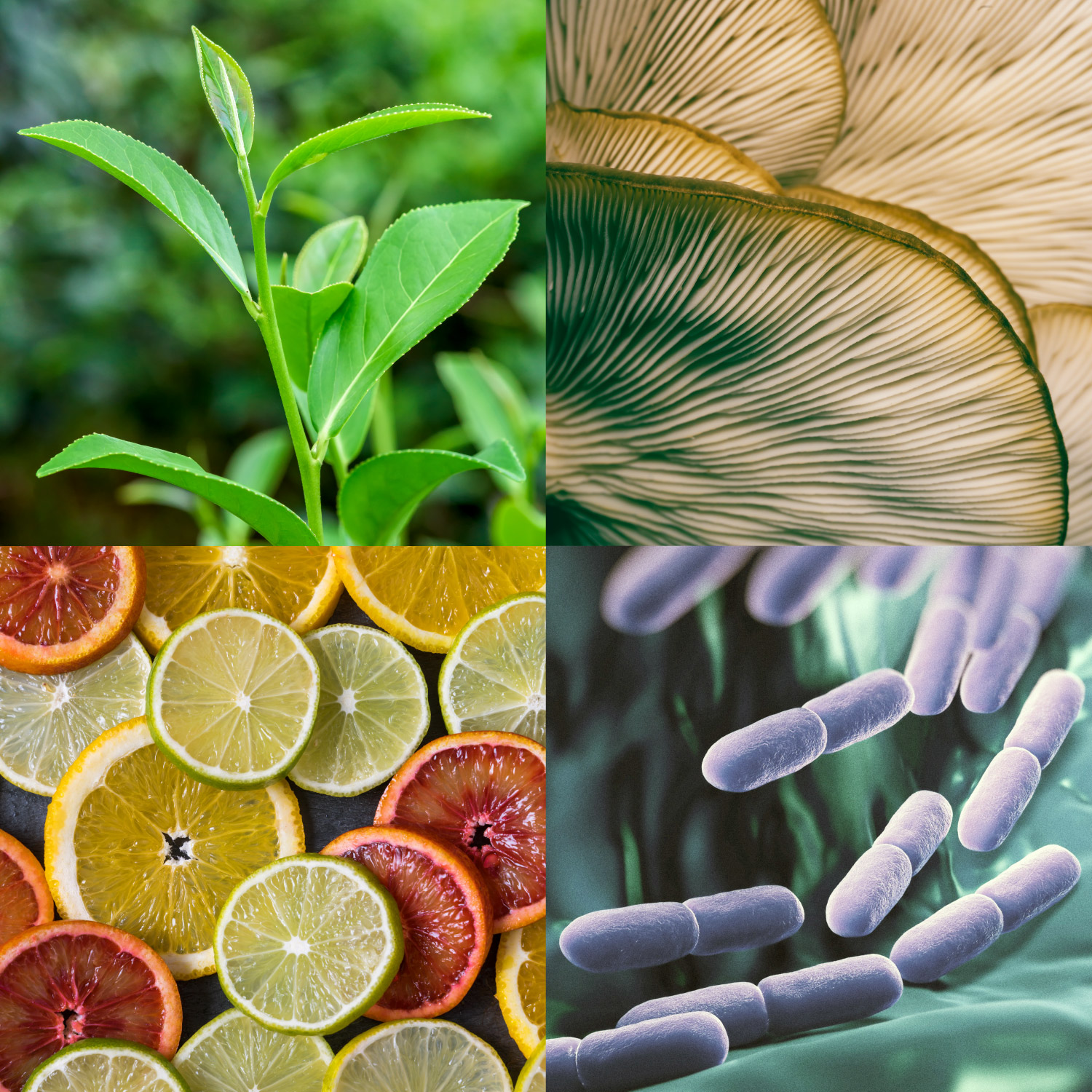 Natural Products Research—Information for Researchers | NCCIH