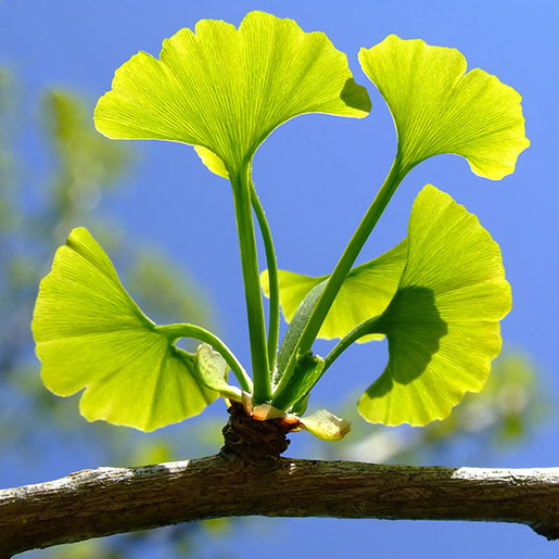 Ginkgo biloba leaves