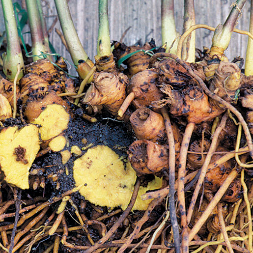 Goldenseal