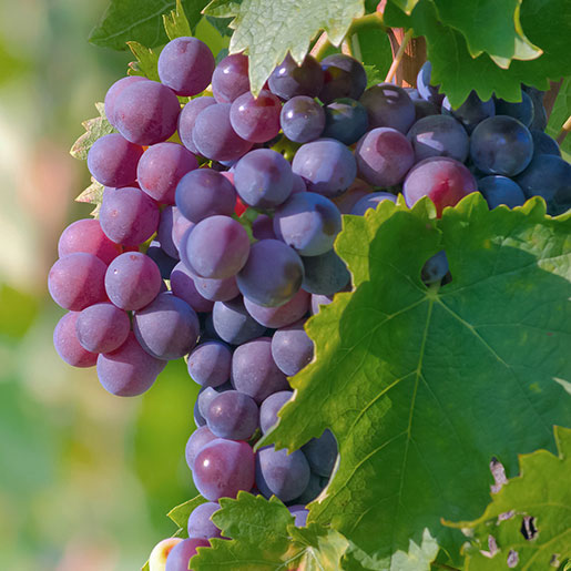 Grapes - Grape seed extract