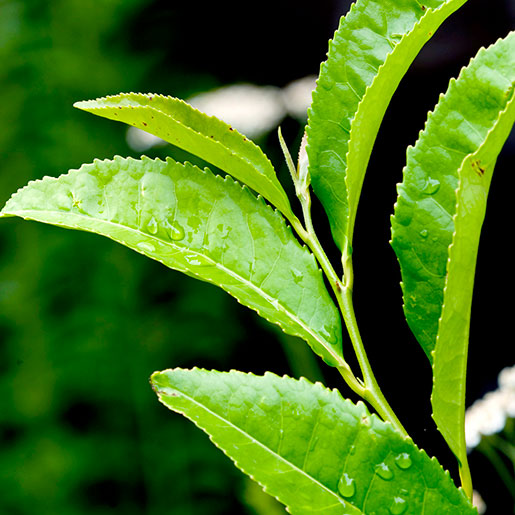 black tea plant leaves