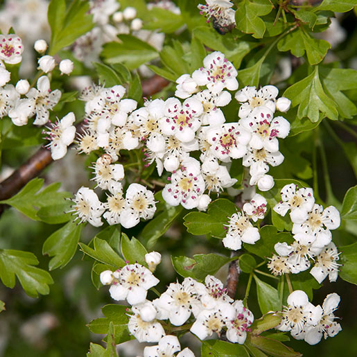 Hawthorn Nccih