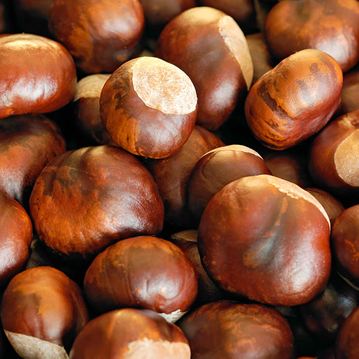 horse chestnuts poisonous