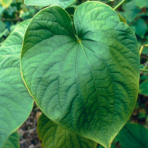 Kava leaf