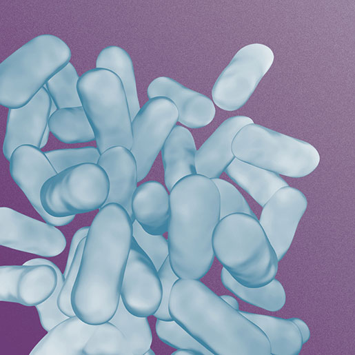 lactobacillusbacteriaprobiotic_newcolors.jpg