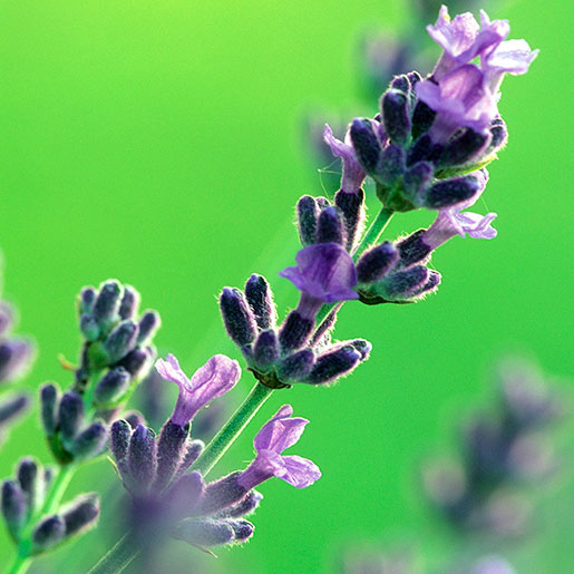 Lavender