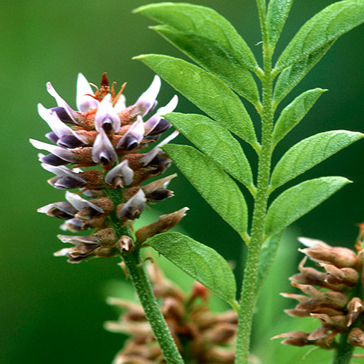 Licorice Root Nccih