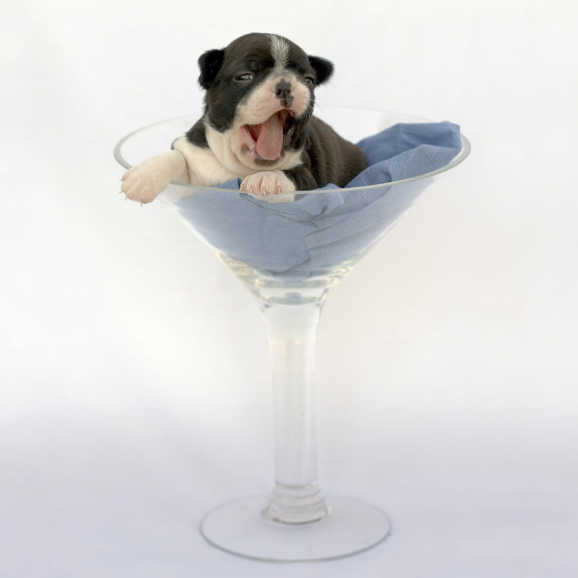 sleepy dog in a cocktail glass