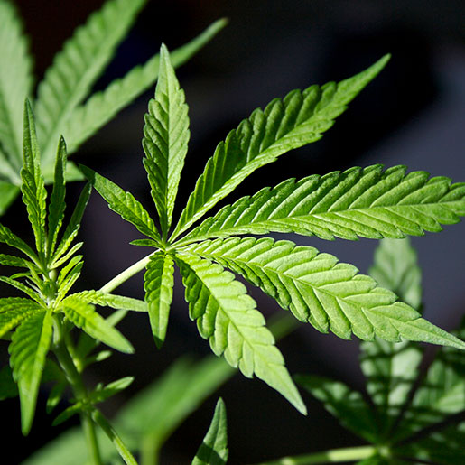 marijuana leaf 