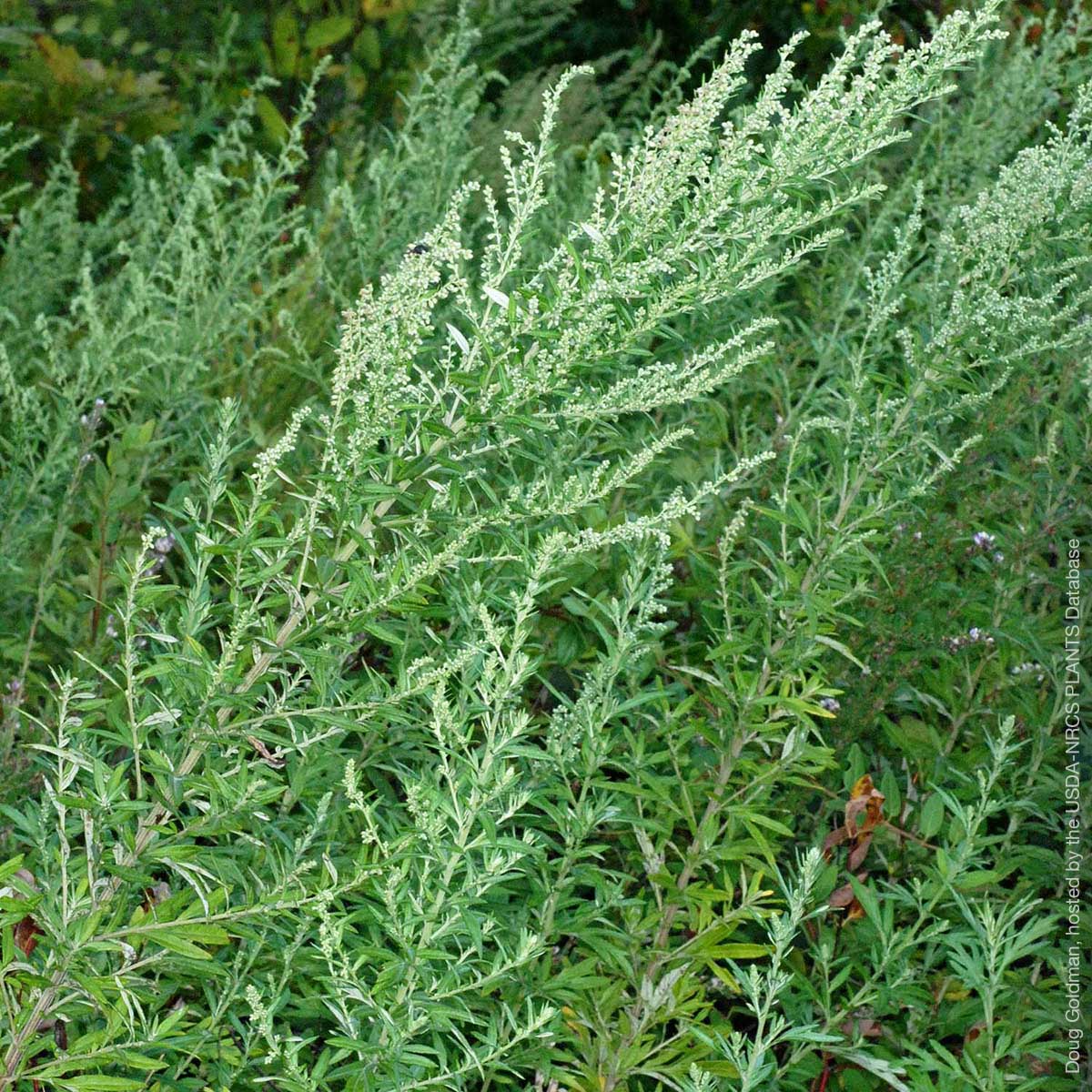 Photograph of mugwort