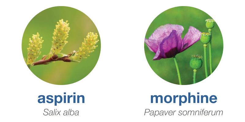 Nature Aspirin and Morphine