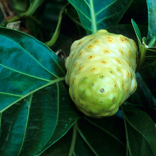 Noni benefits clearance and side effects