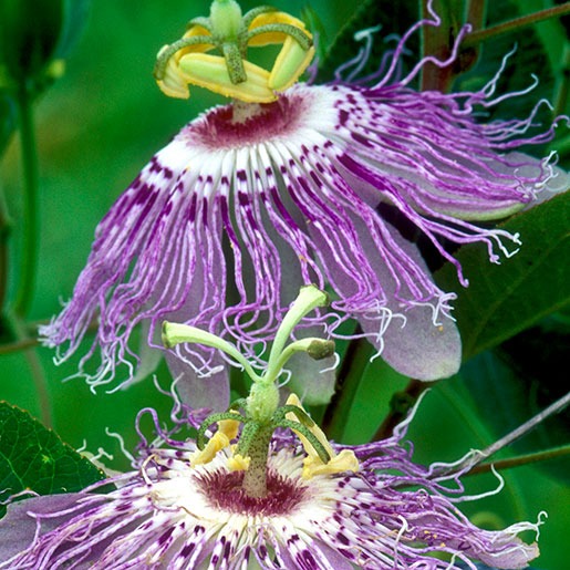 passiflora caerulea care