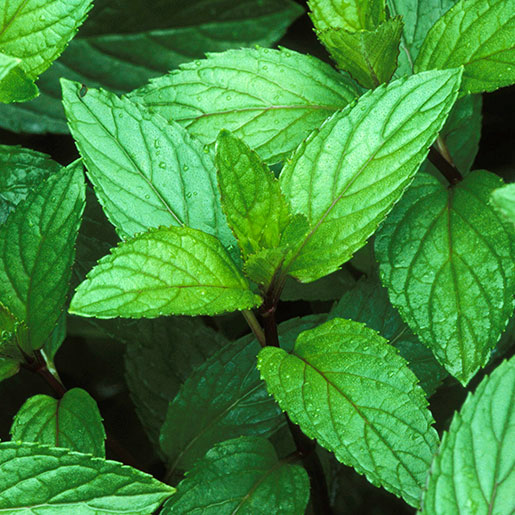 Image of Peppermint