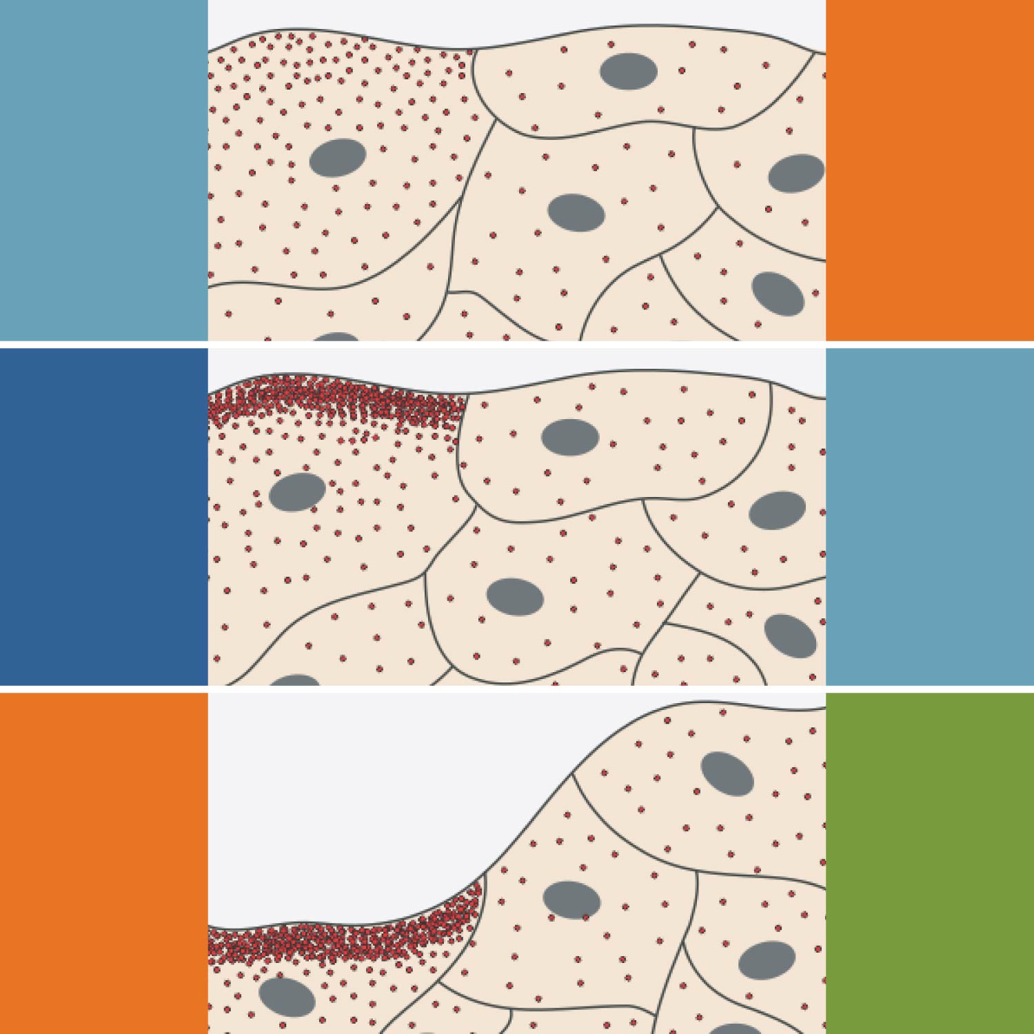 Illustration of a healing monolayer indicating distributed Piezo1 localization (red dots) following scratch generation (top), the development of areas of PIEZO1 enrichment (middle), and subsequent retraction of those areas (bottom).