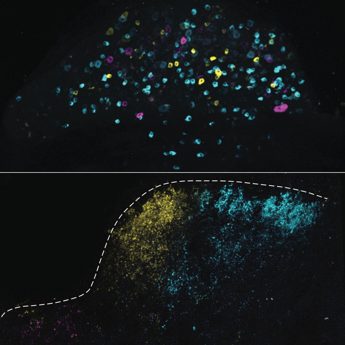 Characterization of sacral DRG neurons