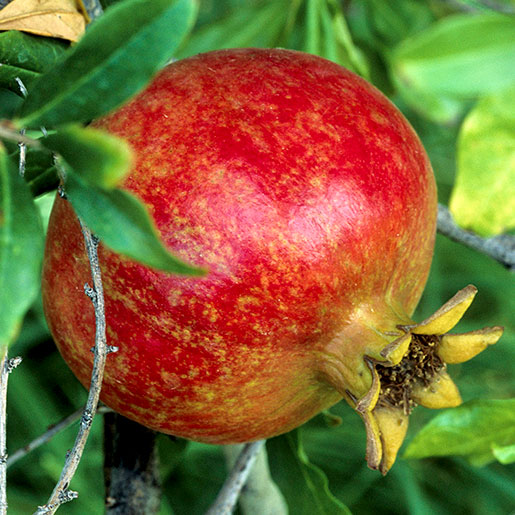 Pomegranate blood outlet